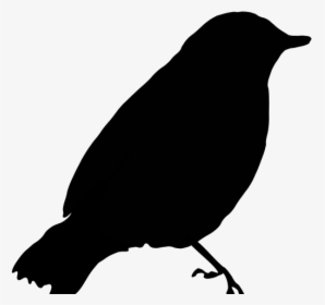 Birds Got Their Colours Story, HD Png Download, Transparent PNG