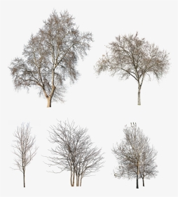 Transparent Winter Trees, HD Png Download, Transparent PNG