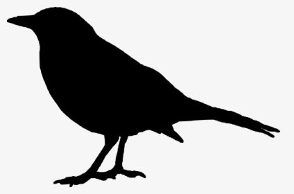 Raven Clipart, HD Png Download, Transparent PNG