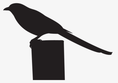 All About Birds Clipart , Png Download - Crow, Transparent Png, Transparent PNG