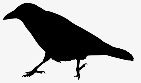 Crow Raven Animal Free Picture - Clip Art Raven Silhouette, HD Png Download, Transparent PNG
