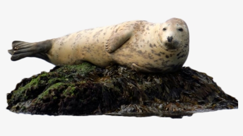 Harbor Seal, HD Png Download, Transparent PNG