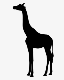 Silhouette West African Giraffe Clip Art - Silhouette Giraffe Vector, HD Png Download, Transparent PNG