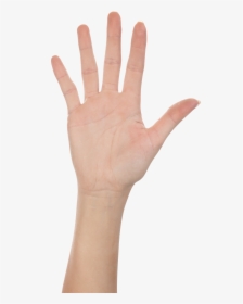 Clipart Hand Forearm - High Five Hand Png, Transparent Png, Transparent PNG