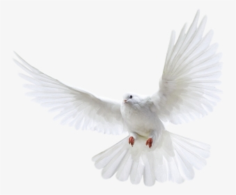 Fire Png Hd -white Dove Clipart Fire Png - Pigeon Png, Transparent Png, Transparent PNG