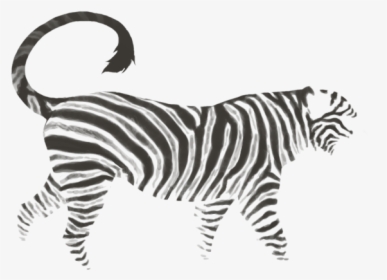 Zebra, HD Png Download, Transparent PNG