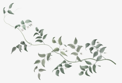 Dumbo Vine Flower Plant Stem Tree - Flowers Vine Transparent Background, HD Png Download, Transparent PNG
