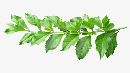 Leaves, Stem, Green, Plant, Branch - Plant Leaves With Stem, HD Png Download, Transparent PNG
