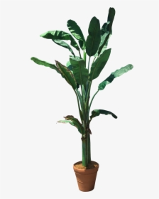 Plant,plant Stem,banana Family,terrestrial Decor - Transparent Banana Tree Png, Png Download, Transparent PNG