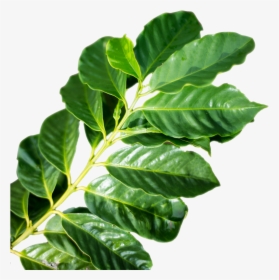 Transparent Tea Leaf Png - Coffee Leaf Png, Png Download, Transparent PNG