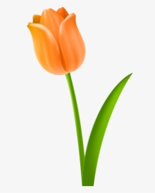 Flower Stem Png - Clipart Tulip, Transparent Png, Transparent PNG