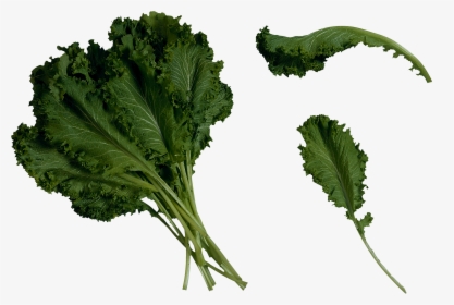 Now You Can Download Salad Png Picture - Mustard Greens, Transparent Png, Transparent PNG