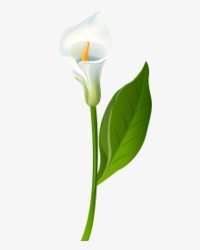 Leaf Flower Plant Stem Green - Calla Lily Clipart, HD Png Download, Transparent PNG