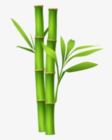 Bamboo,plant,plant Family,bamboo Shoot,flower,flowering - Bamboo Png, Transparent Png, Transparent PNG