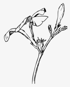 Oleander Flower Drawing, HD Png Download, Transparent PNG