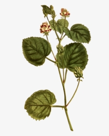 Plant Stem,herb,plant - Psoralea Corylifolia Illustration, HD Png Download, Transparent PNG