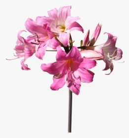 Flower,flowering Flowers,botany,amaryllis Belladonna,blossom,plant - Transparent Lily Flowers, HD Png Download, Transparent PNG