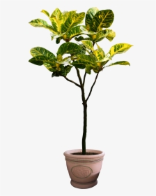 Houseplant Tree Flowerpot - Png Plants Free Download, Transparent Png, Transparent PNG