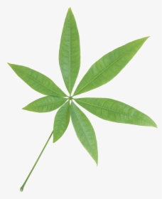 Green Leaf Png - Transparent Transparent Background Leaf Png, Png Download, Transparent PNG