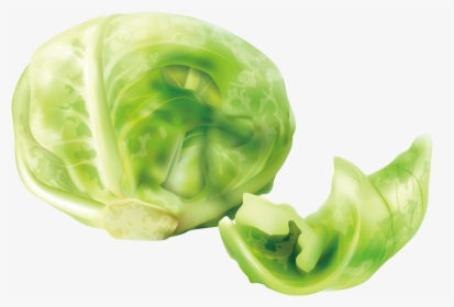 Cabbage Cruciferous Vegetables Lettuce - Cabbage Clipart, HD Png Download, Transparent PNG