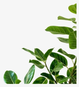 Plant Png - Minimalist White Background Iphone, Transparent Png, Transparent PNG