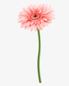 Download Flower With Stem Png Png Image With No Background - Flower With Stem Png, Transparent Png, Transparent PNG