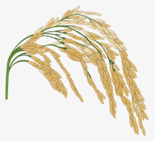 Rice Plant Illustration - Rice Crop No Background, HD Png Download, Transparent PNG