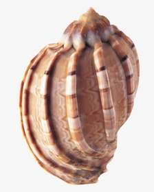 Clam Vector Conch - Sea Shells, HD Png Download, Transparent PNG