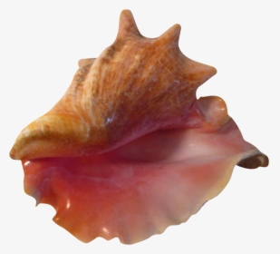 Large Pink Bahamian Ruffled Shell Chairish - Conch, HD Png Download, Transparent PNG
