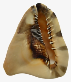 King Helmet Decorative Conch Shell 7-8 - Conch, HD Png Download, Transparent PNG