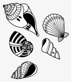 Conch Shell Transprent Png Free Download Monochrome - Hand Drawn Seashell Vector Png, Transparent Png, Transparent PNG
