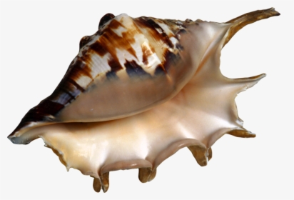 Transparent Conch Shell Png - Kerang Clipart, Png Download, Transparent PNG