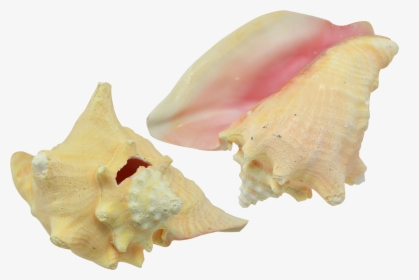 Conch Shell 7-8 - Conch, HD Png Download, Transparent PNG