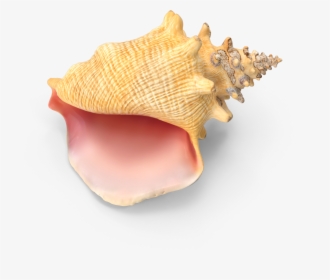 Conch , Png Download - Shell, Transparent Png, Transparent PNG