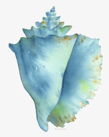 Blue Conch Shell, HD Png Download, Transparent PNG