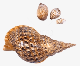 Transparent Snail Clipart Black And White - Sea Snail Png, Png Download, Transparent PNG