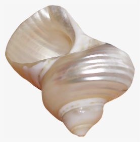 Png Seashells, Transparent Png, Transparent PNG