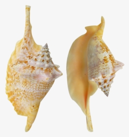 Rooster Conch Colored Shell 4-6 - Shankha, HD Png Download, Transparent PNG