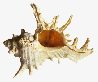 Shell, Sea, Beach - Conch, HD Png Download, Transparent PNG