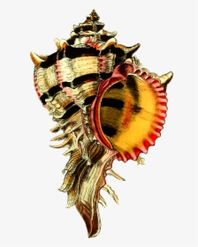 Sea Shell 44 Clip Arts - Lord Of The Flies Visual Project, HD Png Download, Transparent PNG
