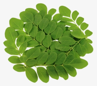Transparent Vegetable Plant Png - Moringa Leaves, Png Download, Transparent PNG