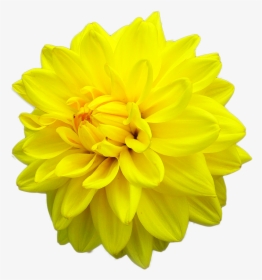 Yellow Daisy Dahlia - Dahlia Yellow Flower Png, Transparent Png, Transparent PNG