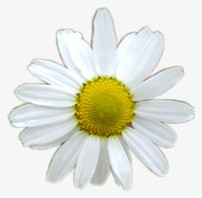 #flower #white #whiteflower #yellow #daisy #sunflower - 3d Daisy, HD Png Download, Transparent PNG