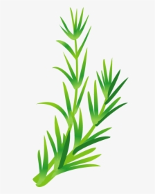 Leaf Vegetable Herb Green Leaves Transprent Png - Rosemary Leaves Vector Png, Transparent Png, Transparent PNG