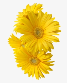 #yellow #daisy #flower #flowers #freetoedit - Yellow Flower Png, Transparent Png, Transparent PNG