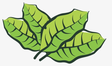 Leaf, Vegetable, Plantation, Plants, Vegetation, Green - Folha De Fumo Png, Transparent Png, Transparent PNG
