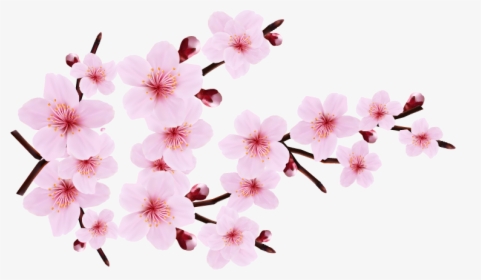 Cherry Blossom Border Png - Cherry Blossom Png Transparent, Png Download, Transparent PNG