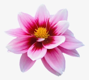 Flower, Water Lily, Aquatic Plants, Aquatic, Rosa - Gazania, HD Png Download, Transparent PNG