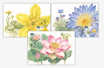 Water Plants Maxicard Set - Australia Lotus Stamp, HD Png Download, Transparent PNG