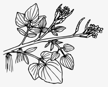 Symmetry,monochrome Photography,petal - Watercress Clipart Black And White, HD Png Download, Transparent PNG
